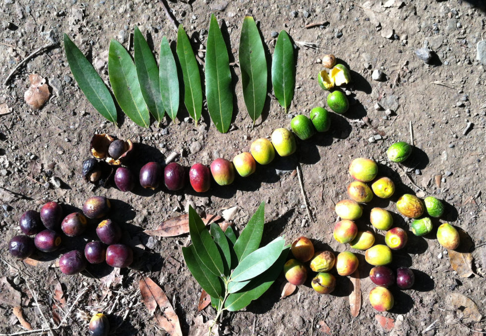 Bay Laurel Kahlua, Truffles, And Other Gifts From The California Bay