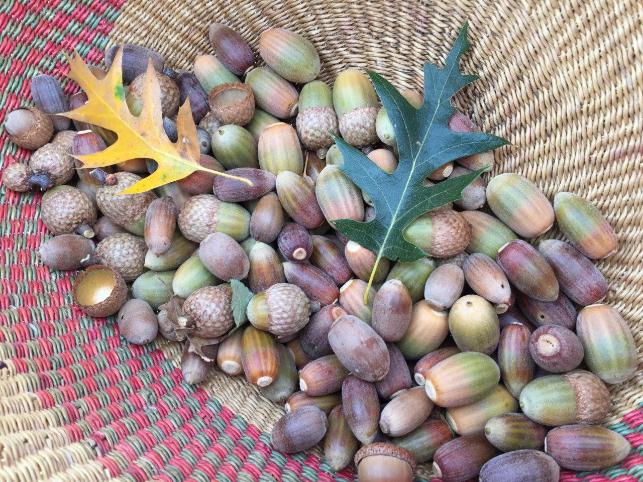 The Mighty Acorn Eat Your Way Back Into The  Of Life Go Wild