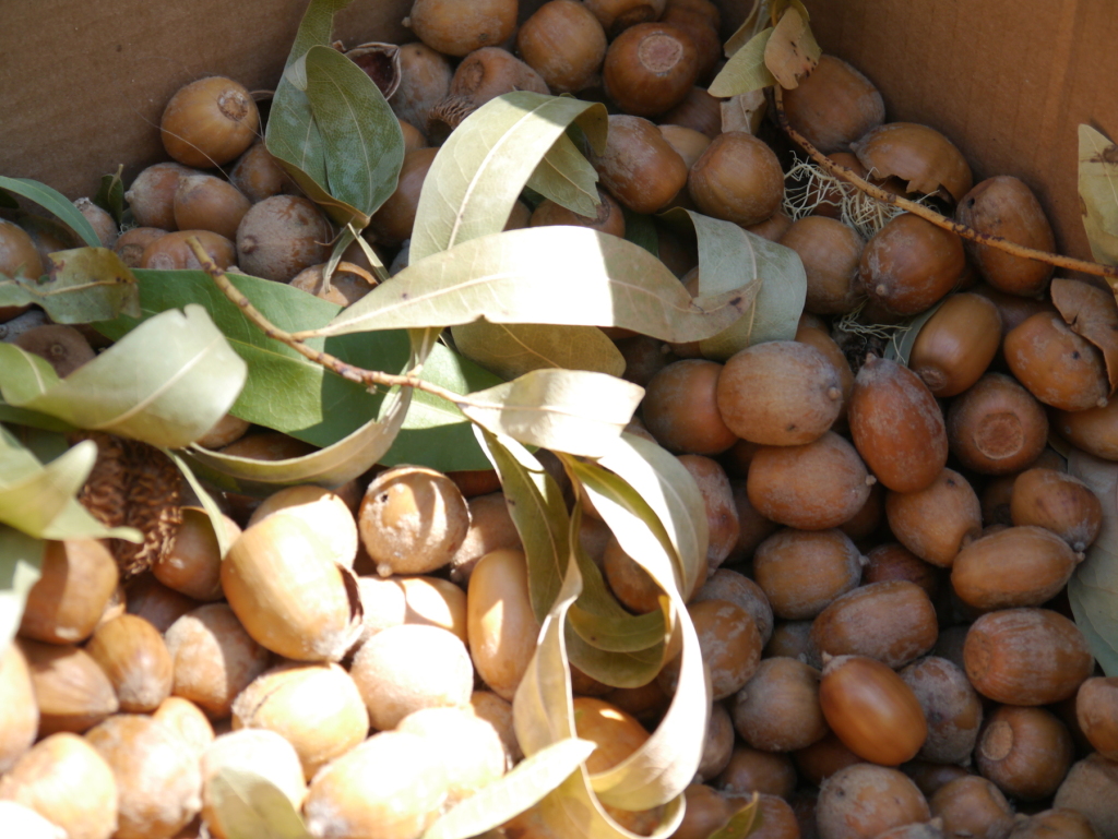 Tan Oak Acorns