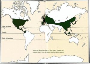 Global oak distribution