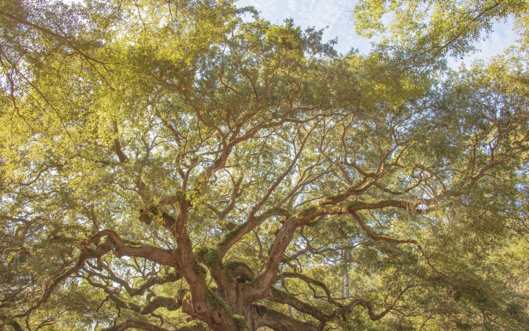 Bioneers Interview: Restoring the Oaks and our Connections with the Earth