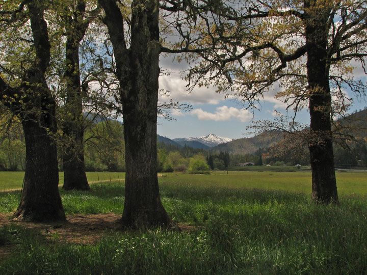 Oak Ethnoecology