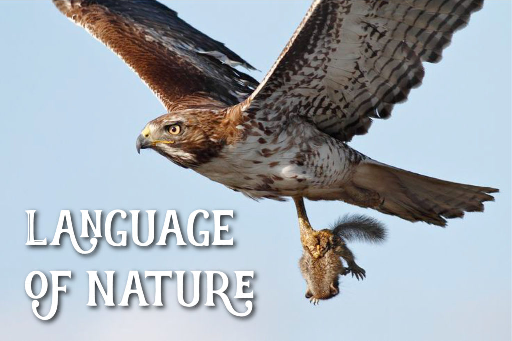 Language of Nature